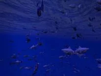 Cheats für Be a Fish - VR Simulator auf Android e iPhone
